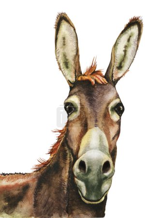Photo for Donkey, farm animals, hand drawn watercolor illustration. - Royalty Free Image