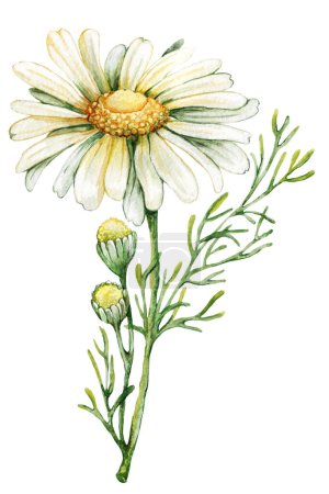 Chamomile flower, hand drawn watercolor illustration isolated on white background.