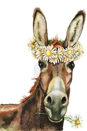 Donkey with chamomile flowers, farm animals, hand drawn watercolor illustration.-stock-photo