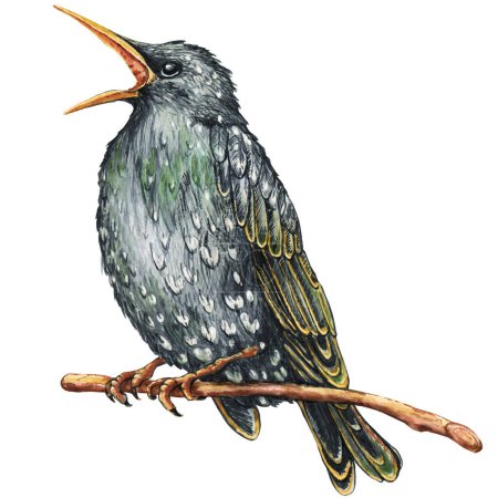 Un pájaro estornino en una rama canta una canción de primavera. Ilustración acuarela dibujada a mano aislada sobre fondo blanco. Diseño de Pascua, verano, naturaleza.