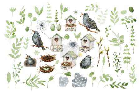 Familie der Stare, Vogel im Vogelhaus, Nest mit Eiern, Elemente mit Frühlingsgrün, Zweige, Blätter und Blüten. Handgezeichnete Aquarellzeichnung isoliert auf weißem Hintergrund.