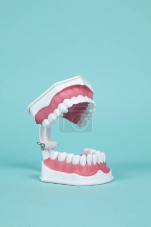 Photo for Plastic dentures to study the anatomy of the mouth on a turquoise background. Minimal and creative color still life photography - Royalty Free Image