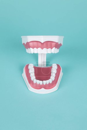 Téléchargez les photos : Prothèses en plastique pour étudier l'anatomie de la bouche sur un fond turquoise. Photographie de nature morte couleur minimale et créative - en image libre de droit