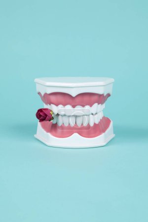 Foto de Una dentadura plástica con una rosa roja en la boca sobre un fondo turquesa. Fotografía de bodegón de color mínimo y creativo - Imagen libre de derechos