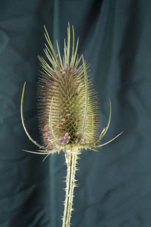 Photo for A single thistle stalk in front of a background of green curtains. Minimal color still life photography. - Royalty Free Image