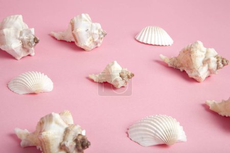 Photo for Many conch shell on a pink background. Flat composition. Minimal color style life photography - Royalty Free Image