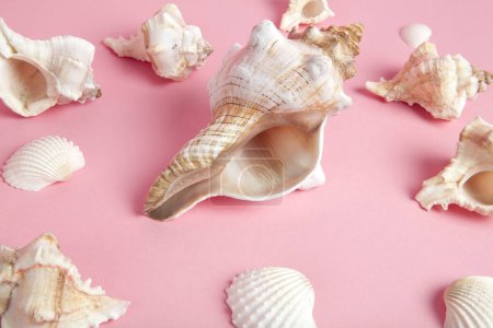 Photo for Many conch shell on a pink background. Flat composition. Minimal color style life photography - Royalty Free Image