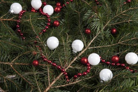 Foto de Zoom en una pila de ramas de abeto con un marco de guirnalda de perlas de color rojo brillante y muchos adornos de Navidad rojo y blanco. Textura para recurso gráfico - Imagen libre de derechos