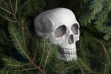 Foto de Un cráneo de plástico aislado entre abetos. Metáfora de las ramas como tumba. vanidad como representación alegórica de la fragilidad de la vida humana - Imagen libre de derechos