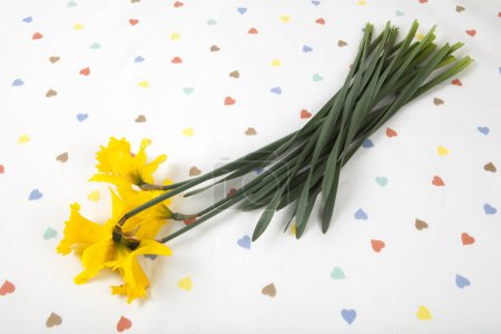 Photo for A bouquet of daffodils picked in the garden and placed on a tablecloth patterned with multiple colored hearts in front of a white background. Vivid colors and minimal pop art photography. - Royalty Free Image