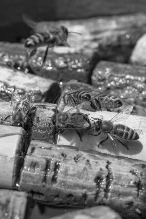 Foto de La abeja alada vuela lentamente a los corchos, recoge el néctar para la miel en el colmenar privado de la flor. Naturaleza que consiste en hermosos corchos, polen amarillo en las patas de las abejas. Néctar dulce miel de abeja miel en los corchos - Imagen libre de derechos