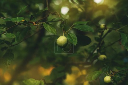 A branch with green apples in an orchard. Summer orchard with apples on a sunny day. Place for text. Rtx