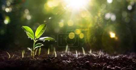 Téléchargez les photos : Jeune plante en croissance avec goutte d'eau dans le jardin vert - Lumière du soleil et effets de fusée éclairante - en image libre de droit