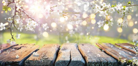 Photo for Spring Table - Cherry Flowers On Branches In Abstract Defocused Background With Bokeh Lights - Royalty Free Image
