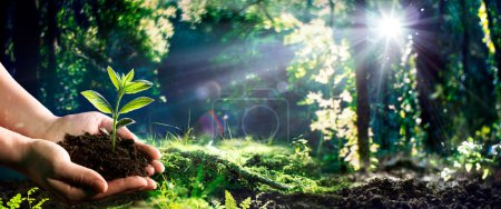 Téléchargez les photos : Main tenant petit arbre pour la plantation dans la forêt verte avec effet de fusée éclairante - Jour de la Terre - Concept de l'environnement - en image libre de droit