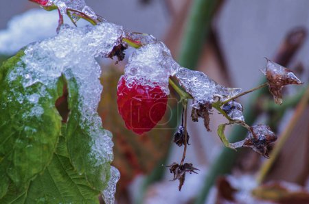 Photo for Icing is inherent not only in aircraft, but also in berries that ripen in late autumn and are exposed to rain and frost; Photographed in diffuse daylight. - Royalty Free Image