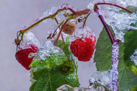 Photo for Icing is inherent not only in aircraft, but also in berries that ripen in late autumn and are exposed to rain and frost; Photographed in diffuse daylight. - Royalty Free Image