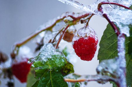 Photo for SONY DSC  Icing is inherent not only in aircraft, but also in berries that ripen in late autumn and are exposed to rain and frost; Photographed in diffuse daylight. - Royalty Free Image