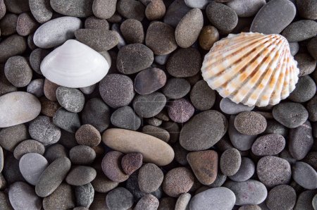 Foto de Small stones, sea pebbles, cover the bottom with a continuous layer with accompanying shells, photographed in a studio under artificial lighting. - Imagen libre de derechos