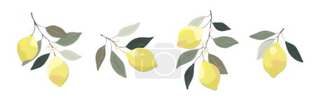 Ilustración de Conjunto de ramas de limón. Rama de árbol dibujada a mano con limones maduros y hojas y flores de fondo blanco. Ilustración vectorial - Imagen libre de derechos