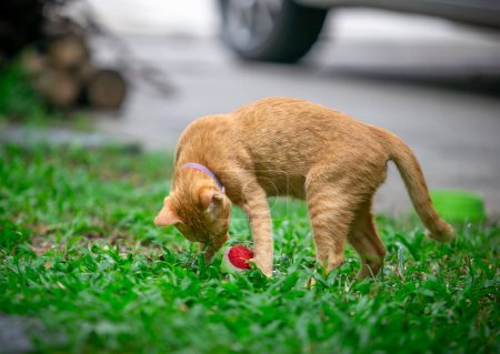 Foto de Gato local tailandés en el jardín, gato bebé naranja está jugando la pelota en el jardín - Imagen libre de derechos