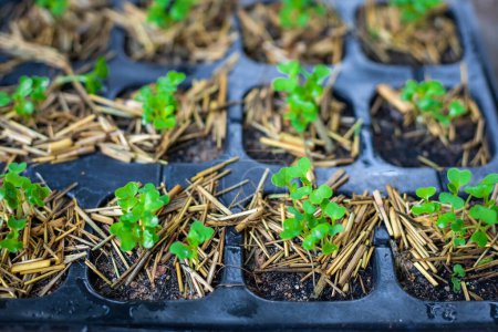 Foto de La verdura orgánica de la semilla en la olla de plástico negro. Las plántulas verdes están creciendo en el suelo - Imagen libre de derechos