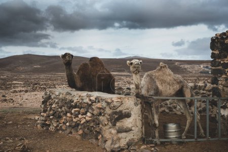 Foto de Camels in their stable in a mountainous landscape - Imagen libre de derechos