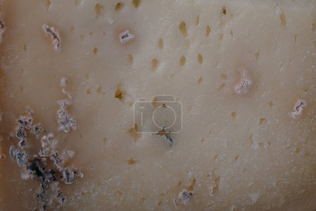 Photo for Piece of cheese fermented by bacteria with fungus and mold - Royalty Free Image