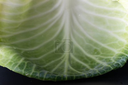 Photo for Cabbage leaf in macro photography with its ramifications - Royalty Free Image