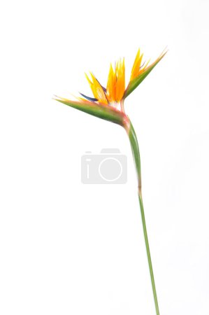 Foto de Planta tropical strelitzia con colores - Imagen libre de derechos