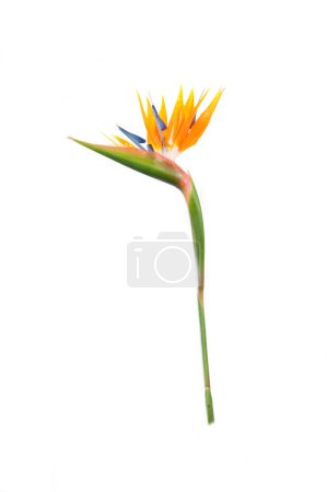 Foto de Planta tropical strelitzia con colores - Imagen libre de derechos