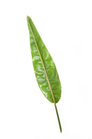 Foto de Tropical strelitzia planta hoja verde - Imagen libre de derechos