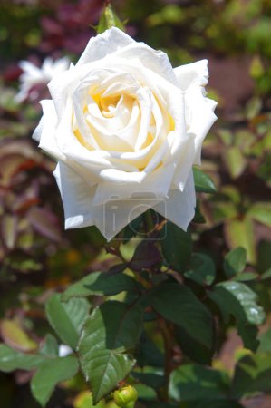 Téléchargez les photos : Roses blanches et jaunes dans le jardin, gros plan sur les fleurs - en image libre de droit