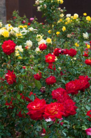 Photo for Roses in the garden, Roses are beautiful with a beautiful sunny day. - Royalty Free Image
