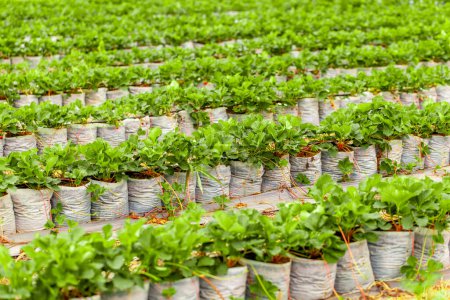 Téléchargez les photos : Fraises biologiques fraîches poussant dans un champ verdoyant dans une plantation de fraises. Concept d'agriculture et d'agriculture. - en image libre de droit