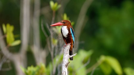 White-throated kingfisher perched on branch in natural habitat. Wildlife and nature.