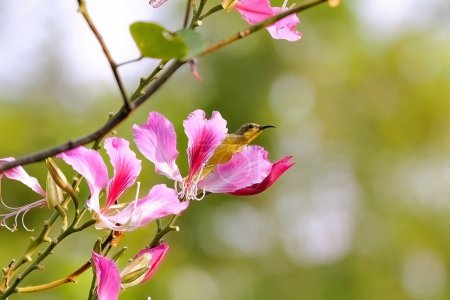 Sunbird perched on branch with vibrant pink flowers. Nature and wildlife.