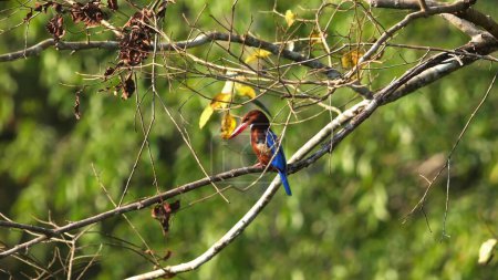 Kingfisher perched on branch in natural habitat. Wildlife and nature photography.