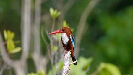 White-throated kingfisher perched on branch in natural habitat. Wildlife and biodiversity.