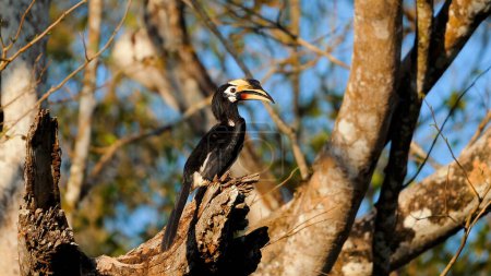 Oriental Pied Hornbill perched on tree branch in natural habitat with clear focus on distinctive features against forest background. Wildlife and conservation.