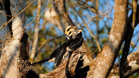 Oriental Pied Hornbill encaramado en el árbol en hábitat natural. Vida silvestre y conservación.