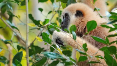 Gibbon gently holding onto green leaves amidst forest habitat, showcasing wildlife and natural environment. Wildlife conservation and habitat preservation.