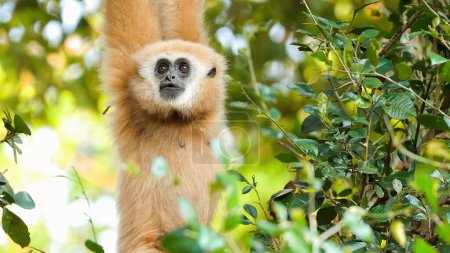 Gibbon perched in natural habitat among lush greenery. Endangered species and wildlife conservation.