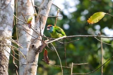 Bunte tropische Blaukehl-Berberitzenvogel hockt auf Zweigen vor dem Hintergrund von grünem Laub in der natürlichen Umgebung. Biodiversität und Erhaltung der Tierwelt. Psilopogon asiaticus