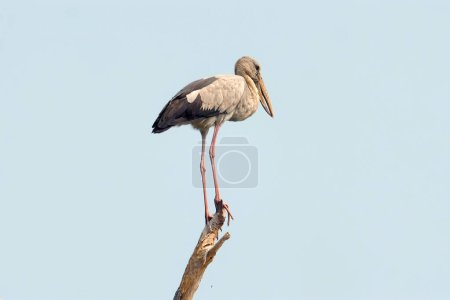 Asian openbill stork standing elegantly on single branch against clear blue sky. Wildlife and nature conservation