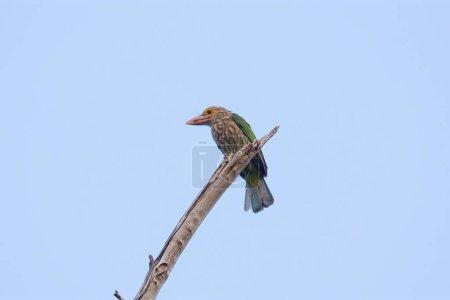 Colorful Lineated Barbet bird perched on leafless tree branch against clear blue sky. Wildlife and nature conservation.