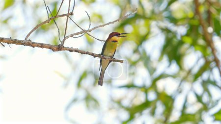 Photo for Colorful bee-eater bird perched on branch against natural green background, avian biodiversity and beauty of wildlife in natural habitats. Birdwatching and nature conservation. - Royalty Free Image