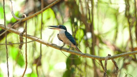 Collared kingfisher perched on natural branch in dense tropical forest habitat. Wildlife and biodiversity in natural environment.