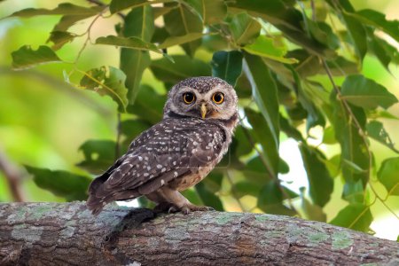 Alert spotted owl perched on tree branch with vibrant green leaves in background, wildlife and natural habitat.