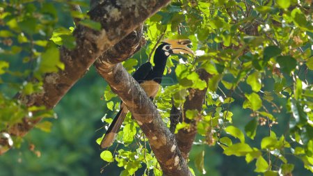 Oriental Pied Hornbill perched amidst vibrant green foliage in its natural habitat. Wildlife conservation and biodiversity.